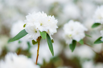 Blooming white rhododendron flowers, woody plants
