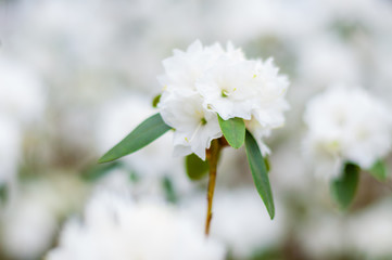 Blooming white rhododendron flowers, woody plants