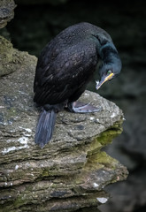 Shag on cliff