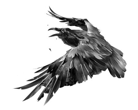 drawn isolated raven bird in flight monochrome