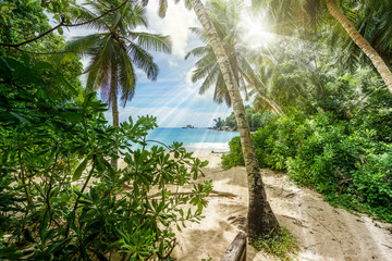 to the beach through a clearing in the jungle on the seychelles
