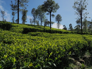 Fototapeta na wymiar Tea plantation at Lipton's seat, Sri Lanka