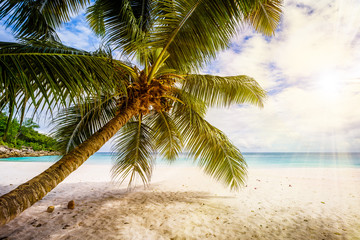 Obraz na płótnie Canvas Palm tree,white sand,turquoise water at tropical beach,paradise at seychelles 6