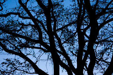 Blue night sky light from bellow and through the Tilia tree silhouettes