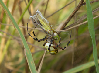 Wasp spider (Argiope bruennichi) on the spider web