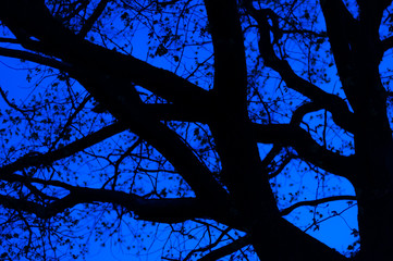 Blue night sky light from bellow and through the Tilia tree silhouettes