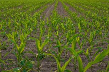 Naklejka premium junges Maisfeld