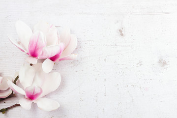 Fototapeta na wymiar Magnolia flowers flat lay scene