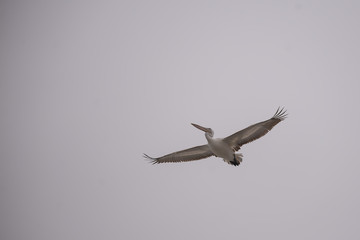 Ak pelikan » Pelecanus onocrotalus » Great White Pelican	
