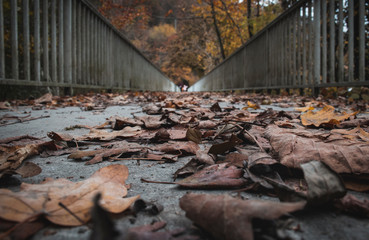 Bridge full of of fallen leaves 