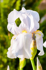 Macro close-up of gorgeous Iris flower white blooming bud.