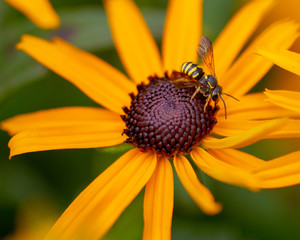bee on yellow flower macro
