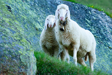Tyrolean mountain sheep looking at the viewer, Stubai Valley, Tyrol, Austria - obrazy, fototapety, plakaty