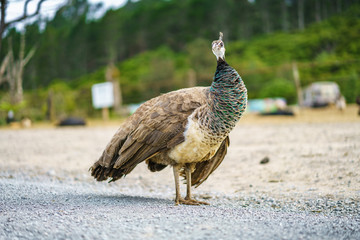 a bird on the road in new zealand
