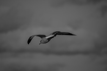bird