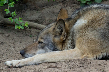 Wolf resting