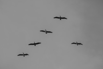 birds