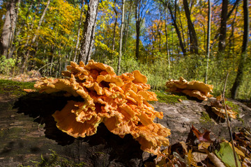 Laetiporus genus mushrooms known as sulphur shelf, chicken of the woods, the chicken mushroom, or the chicken fungus