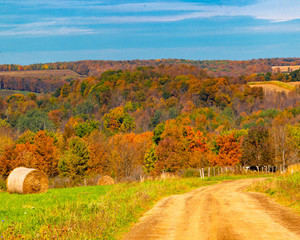Fototapeta premium autumn rural landscape with dirt road, trees, and blue sky