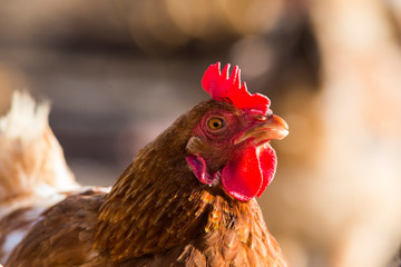 free range hens portrait
