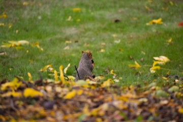A little squirrel sitting on a pile of leaves