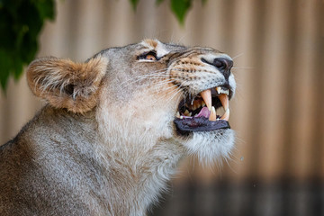 Lion female