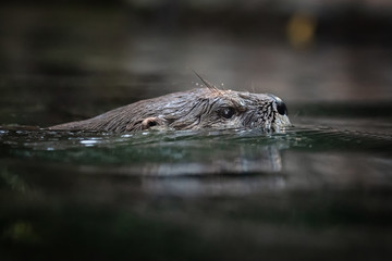 Otter