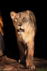 Fototapeta na wymiar Lion female