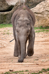 Fototapeta premium Young elephant