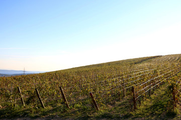 Fototapeta na wymiar Beautiful vineyard on a hill during sunny day. Selective focus.