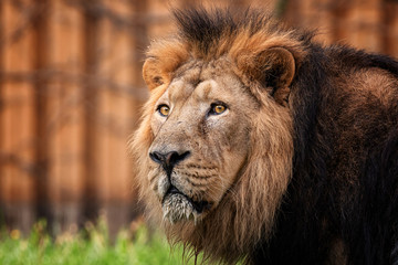 Naklejka na ściany i meble Lion king of animal