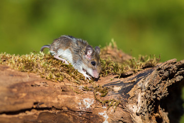 House mouse (Mus musculus) in autumn