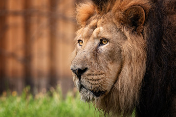 Fototapeta na wymiar Lion king of animal