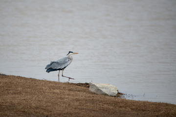 Gri balıkçıl » Grey Heron » Ardea cinerea	