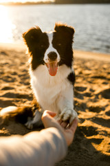 smiling funny border collie dog on beach . sea on background