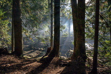 Foggy morning in the forest, sunlight shining through the woods . Green forest. Rays of lights through the fog. 
