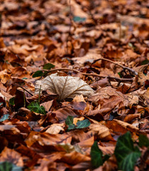 Buntes Herbstlaub im Wald