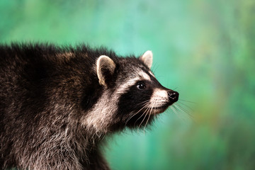 Adorable raccoon plays at green textured background
