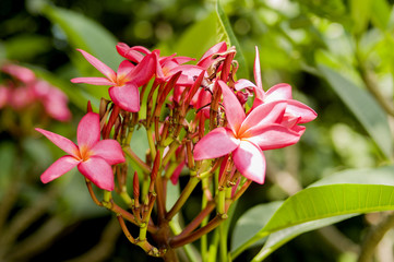 red flower in the garden
