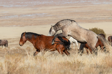 Wild Horses Interacting in the Utah Desert