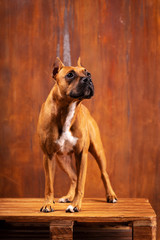 Adorable red dog stands at textured background