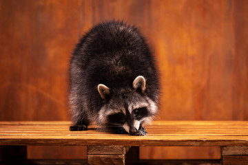 Adorable raccoon plays at brown textured background