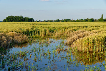 überschwemmtes Getreidefeld