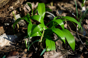 wild garlic leaves