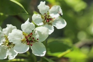 Spring blooming tree in a garden