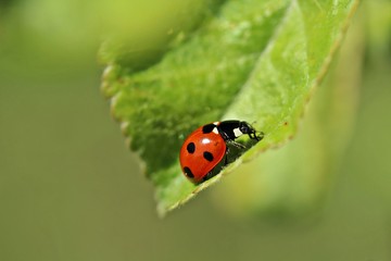 Coccinella septempunctata - ladybird in a leaf.