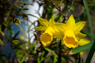 Fototapeta na wymiar vibrant yellow daffodil flower