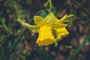 vibrant yellow daffodil flower after spring rain