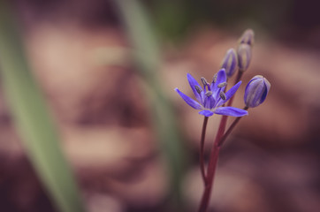 blue spring flower