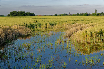 überschwemmtes Getreidefeld
